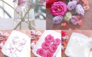 干花怎么做才能保持颜色_干花市场有哪些热门品种