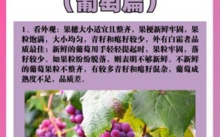 葡萄价格多少钱一斤_葡萄怎么挑选才甜