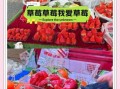 草莓价格为什么波动大_草莓批发哪里最便宜