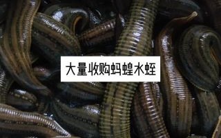 水蛭价格多少钱一斤_水蛭养殖前景如何