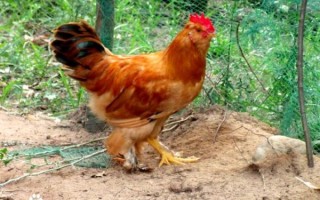 北京油鸡图片哪里找_北京油鸡品种特点