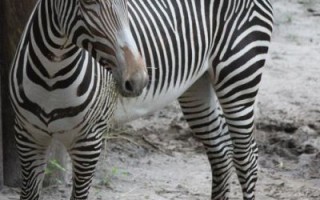 斑马是马吗_斑马为什么有黑白条纹