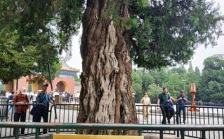 北京市树是什么_北京市树国槐和侧柏的象征意义