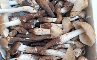 野生菌多少钱一斤_野生菌怎么保存