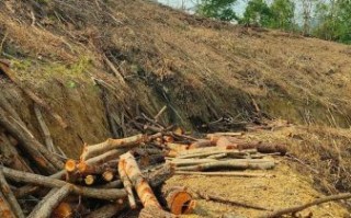 杂木市场价格走势_杂木市场在哪里