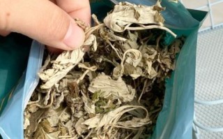 艾草多少钱一斤_新鲜艾草和干艾草价格差多少