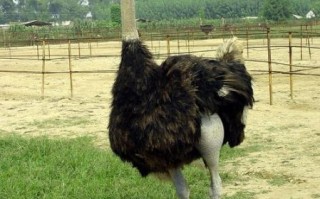 鸵鸟养殖赚钱吗_鸵鸟肉多少钱一斤