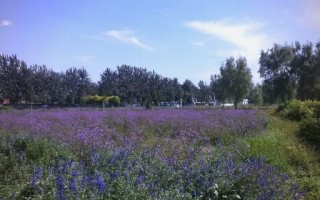 北京蓝调薰衣草庄园门票价格_花期时间