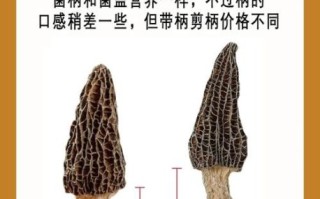 羊肚菌多少钱一斤_羊肚菌怎么挑选