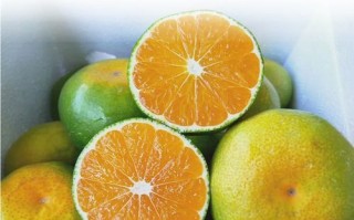 柑橘价格为什么波动大_如何挑选新鲜柑橘
