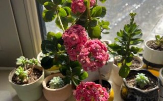 小米6拍照怎么样_小米6拍照评测