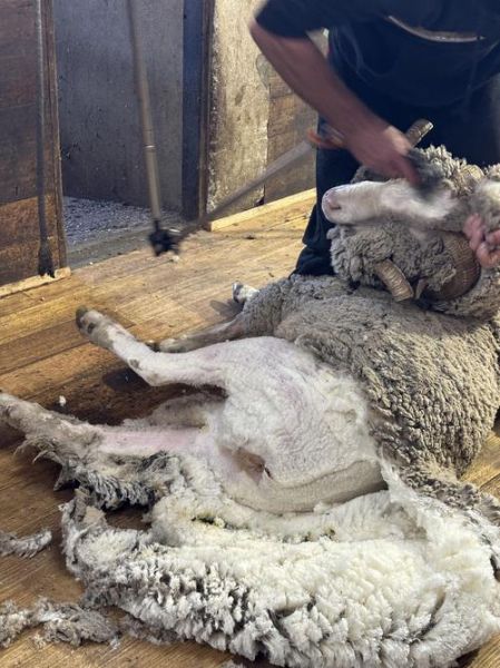 羊毛价格今日多少钱一斤_羊毛市场最新行情-第3张图片-俊逸知识馆