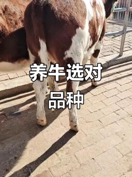 怎么样的小牛_怎样挑选健康小牛-第2张图片-俊逸知识馆