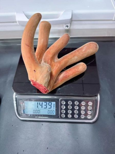 参茸价格多少钱一克_参茸和鹿茸哪个更好-第3张图片-俊逸知识馆