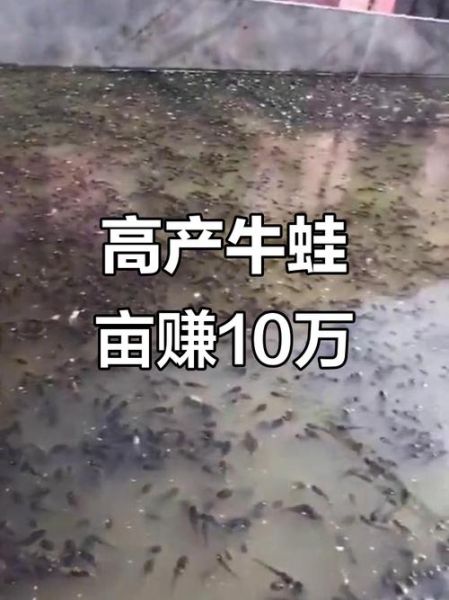 牛蛙多少钱一斤_牛蛙养殖前景怎么样-第2张图片-俊逸知识馆