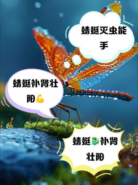 蜻蜓怎么养_蜻蜓吃什么食物-第2张图片-俊逸知识馆