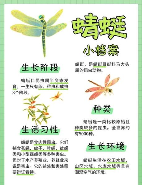 蜻蜓怎么养_蜻蜓吃什么食物-第3张图片-俊逸知识馆