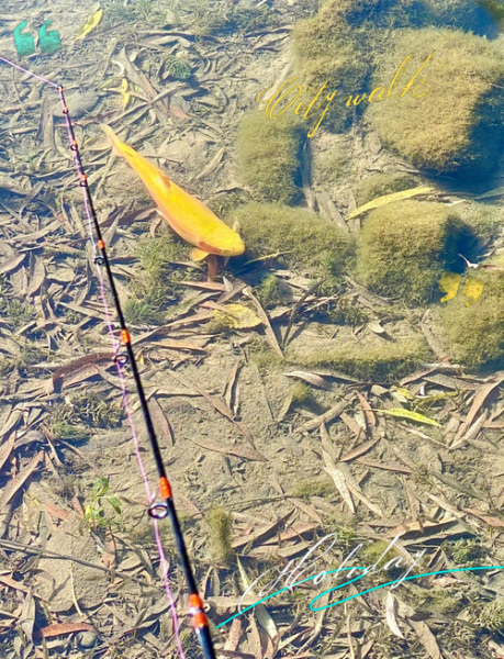 北京钓鱼去哪好_北京钓鱼收费吗-第3张图片-俊逸知识馆