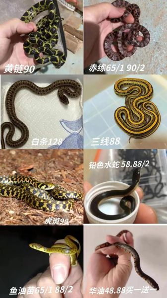 蛇市场价格多少钱一斤_新手养蛇赚钱吗-第1张图片-俊逸知识馆