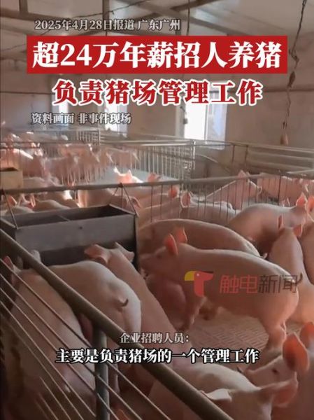 养猪赚钱吗_2024年养猪市场前景如何-第3张图片-俊逸知识馆