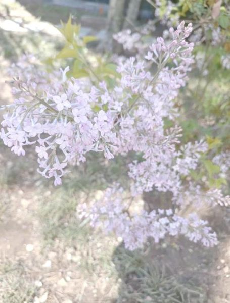 北京丁香什么时候开花_北京丁香怎么养-第1张图片-俊逸知识馆