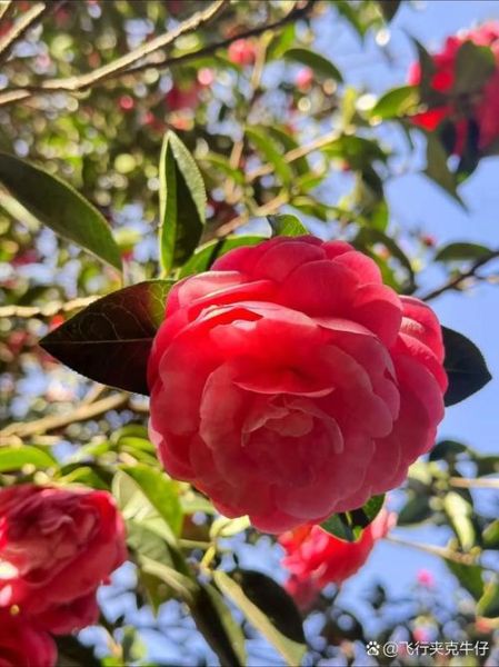 乐普医疗股票股吧_乐普医疗未来走势分析-第2张图片-俊逸知识馆