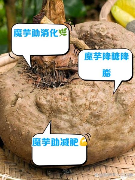 魔芋多少钱一斤_魔芋减肥真的有用吗-第2张图片-俊逸知识馆 魔芋多少钱一斤_魔芋减肥真的有用吗-第2张图片-俊逸知识馆