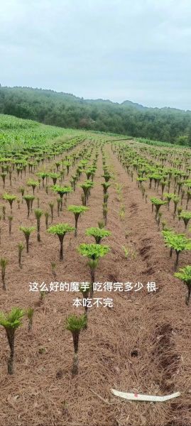 魔芋多少钱一斤_魔芋减肥真的有用吗-第3张图片-俊逸知识馆 魔芋多少钱一斤_魔芋减肥真的有用吗-第3张图片-俊逸知识馆