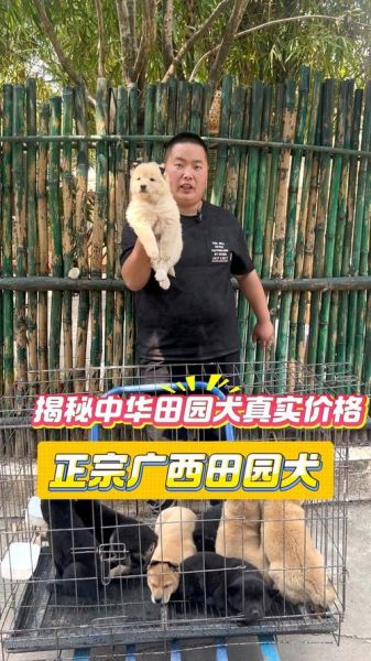 土狗市场价格_土狗幼犬多少钱一只-第2张图片-俊逸知识馆