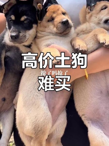 土狗市场价格_土狗幼犬多少钱一只-第1张图片-俊逸知识馆