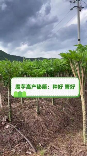 魔芋市场前景怎么样_魔芋有哪些创业机会-第3张图片-俊逸知识馆 魔芋市场前景怎么样_魔芋有哪些创业机会-第3张图片-俊逸知识馆