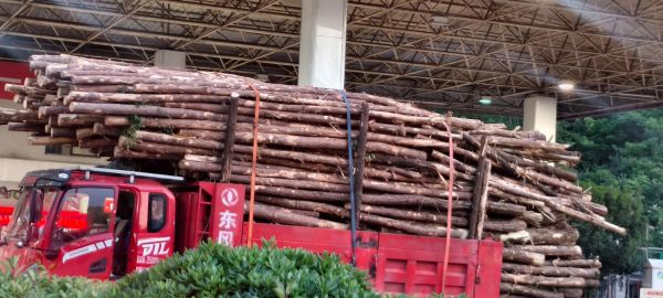 杂木市场价格走势_杂木市场在哪里-第2张图片-俊逸知识馆