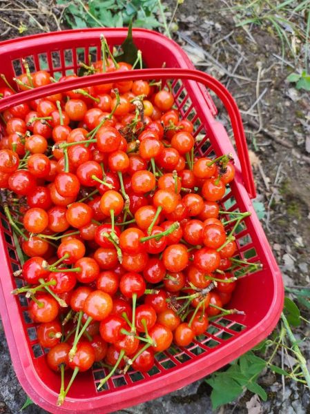 樱桃多少钱一斤_如何挑选新鲜樱桃-第3张图片-俊逸知识馆