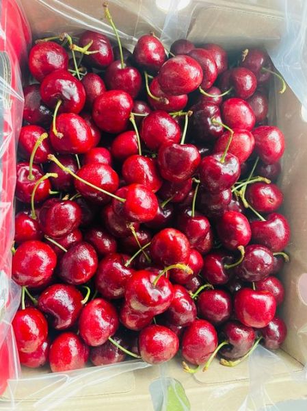 樱桃多少钱一斤_如何挑选新鲜樱桃-第2张图片-俊逸知识馆