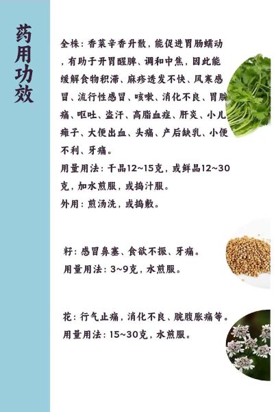 香菜吃多了会怎么样_香菜过量副作用-第1张图片-俊逸知识馆