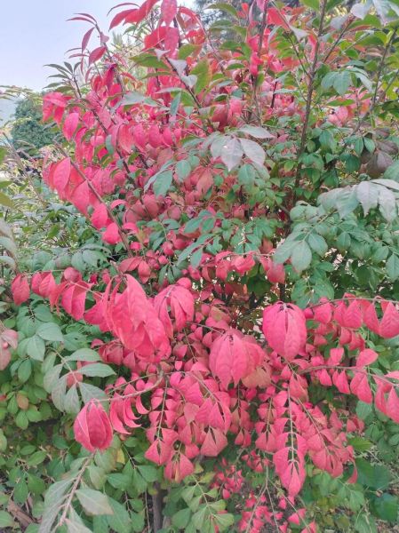 丁香园怎么样_丁香园可靠吗-第1张图片-俊逸知识馆