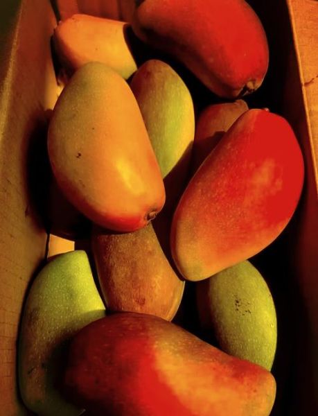 芒果多少钱一斤_芒果怎么挑才甜-第3张图片-俊逸知识馆