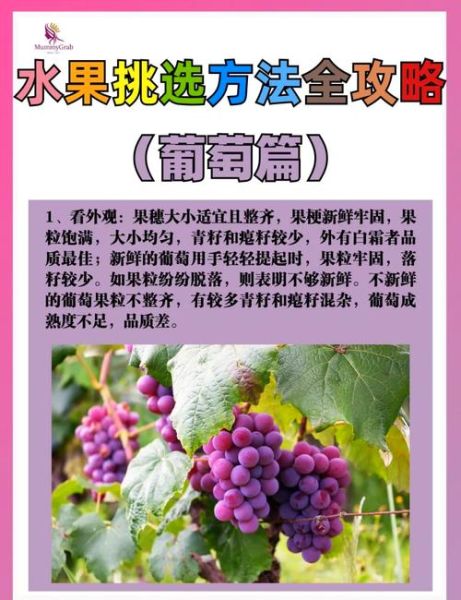 葡萄价格多少钱一斤_葡萄怎么挑选才甜-第1张图片-俊逸知识馆