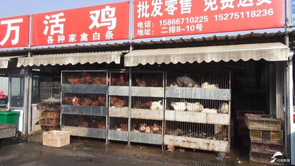 鸡肉价格为什么上涨_鸡肉批发市场在哪里-第3张图片-俊逸知识馆