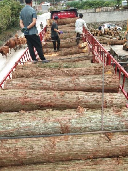 杉木价格多少钱一方_杉木市场行情走势-第1张图片-俊逸知识馆