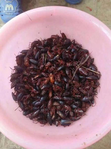 昆虫市场怎么进货_昆虫批发市场在哪里-第1张图片-俊逸知识馆