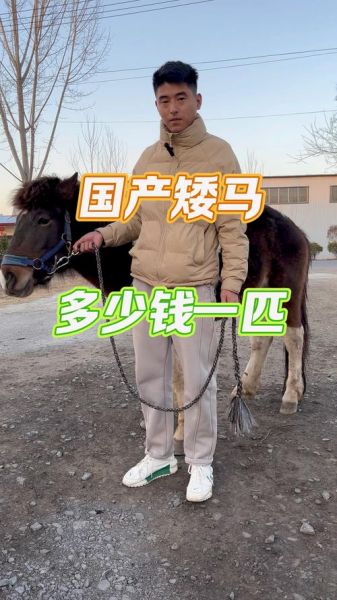 马市场怎么买_马价格一般多少钱-第1张图片-俊逸知识馆