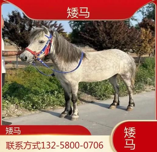 马市场怎么买_马价格一般多少钱-第3张图片-俊逸知识馆