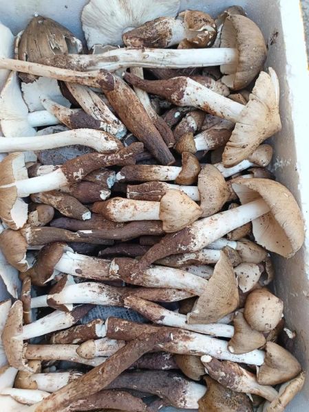 野生菌多少钱一斤_野生菌怎么保存-第1张图片-俊逸知识馆