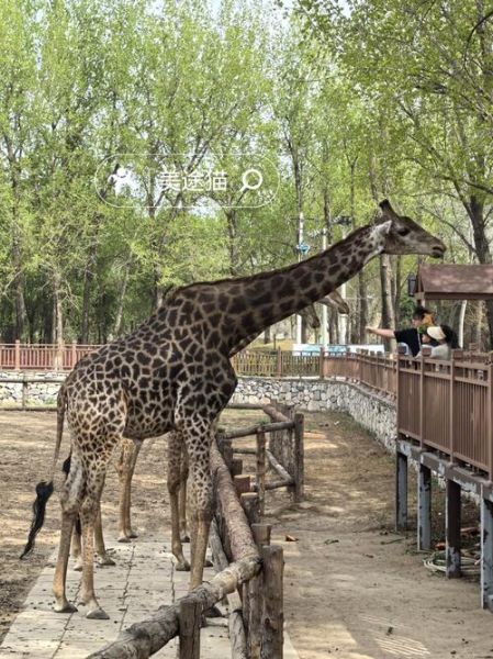 北京动物园好玩吗_值得去吗-第3张图片-俊逸知识馆 北京动物园好玩吗_值得去吗-第3张图片-俊逸知识馆