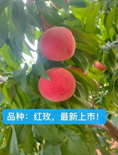 北京平谷大桃哪里买_如何挑选正宗平谷大桃-第2张图片-俊逸知识馆