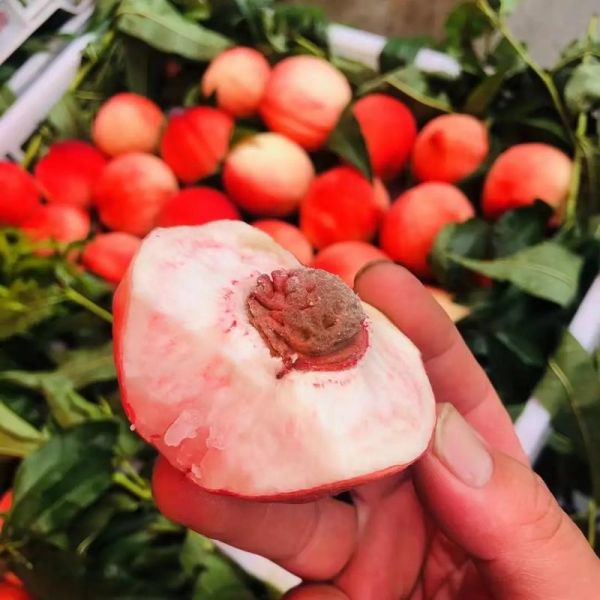 北京平谷大桃哪里买_如何挑选正宗平谷大桃-第3张图片-俊逸知识馆