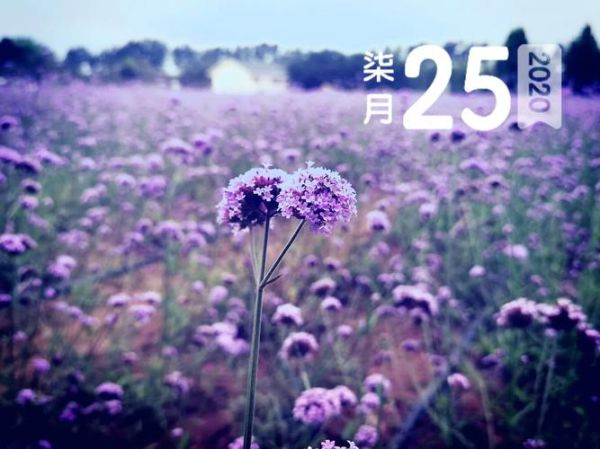 北京蓝调薰衣草庄园门票价格_花期时间-第3张图片-俊逸知识馆 北京蓝调薰衣草庄园门票价格_花期时间-第3张图片-俊逸知识馆