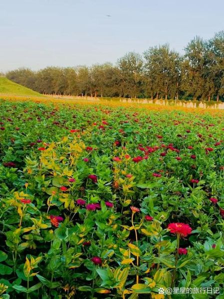 北京蓝调薰衣草庄园门票价格_花期时间-第2张图片-俊逸知识馆 北京蓝调薰衣草庄园门票价格_花期时间-第2张图片-俊逸知识馆