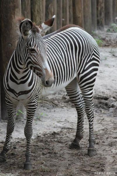 斑马是马吗_斑马为什么有黑白条纹-第1张图片-俊逸知识馆
